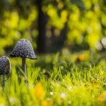 mushrooms_green_grass-wallpaper-1920×1080